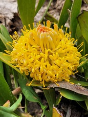 Leucospermum hypophyllocarpodendron