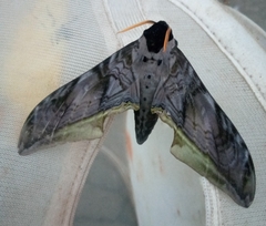 Acanthosphinx guessfeldti