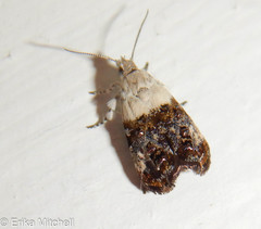 Neocaloreas leucobasis