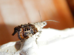 Neocaloreas leucobasis