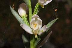 Cephalanthera cucullata