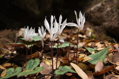 Cyclamen creticum