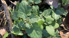 Lamium maculatum
