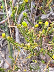 Euchaetis pungens