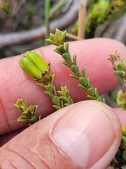 Euchaetis pungens