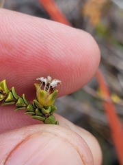 Euchaetis pungens
