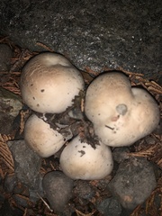 Handkea fumosa