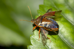 Tynacantha marginata