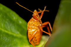 Tynacantha marginata