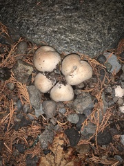 Handkea fumosa