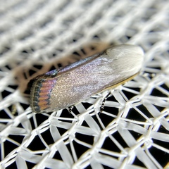 Thysiarcha ecclesiastis