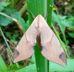 Pseudopolyptychus foliaceus