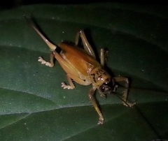Brachybaenus