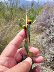 Leucadendron chamelaea