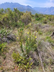 Leucadendron chamelaea