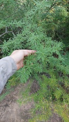 Mimozyganthus carinatus