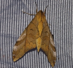 Platysphinx constrigilis