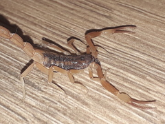 Tityus carrilloi