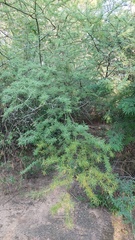 Mimozyganthus carinatus