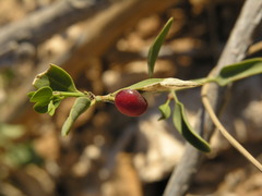 Cocculus pendulus