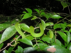 Trimeresurus rubeus