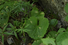 Petasites rubellus