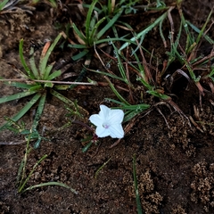 Ipomoea coptica