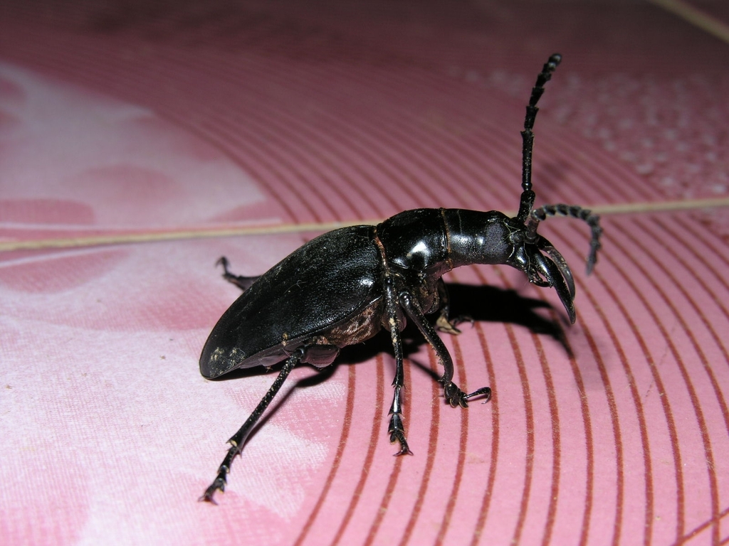 Dorysthenes walkeri