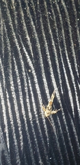 Stathmopoda melanochra