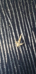 Stathmopoda melanochra