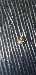 Stathmopoda melanochra
