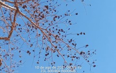 Enterolobium timbouva