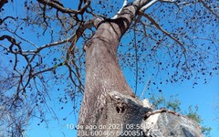 Enterolobium timbouva