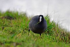 Fulica atra