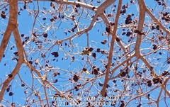 Enterolobium timbouva