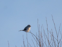 Lanius borealis