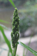 Echinochloa frumentacea