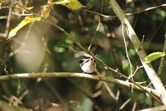 Aegithalos caudatus trivirgatus