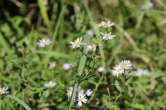 Aster microcephalus