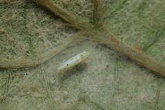 Tautoneura japonica