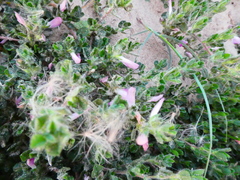Ononis spinosa procurrens
