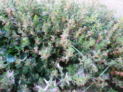 Ononis spinosa procurrens