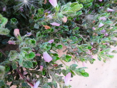 Ononis spinosa procurrens