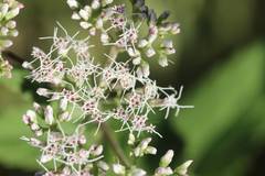 Eupatorium makinoi