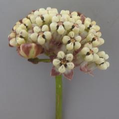Asclepias densiflora