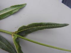 Asclepias densiflora