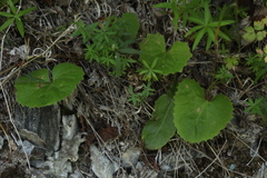 Galium paniculatum