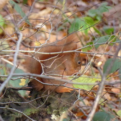 Sciurus vulgaris