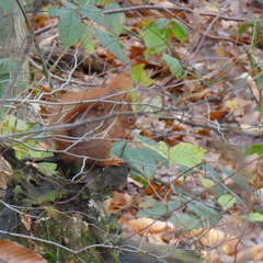 Sciurus vulgaris