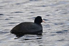 Fulica atra